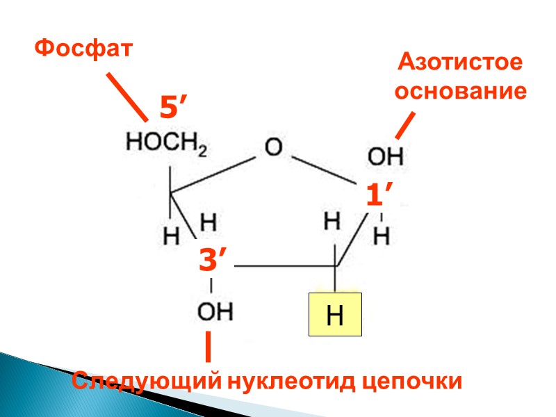 3’ H 1’ 5’ 3’